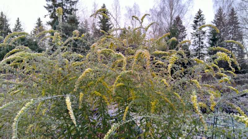 Solidago rugosa ´Fireworks´ Korts-kuldvits